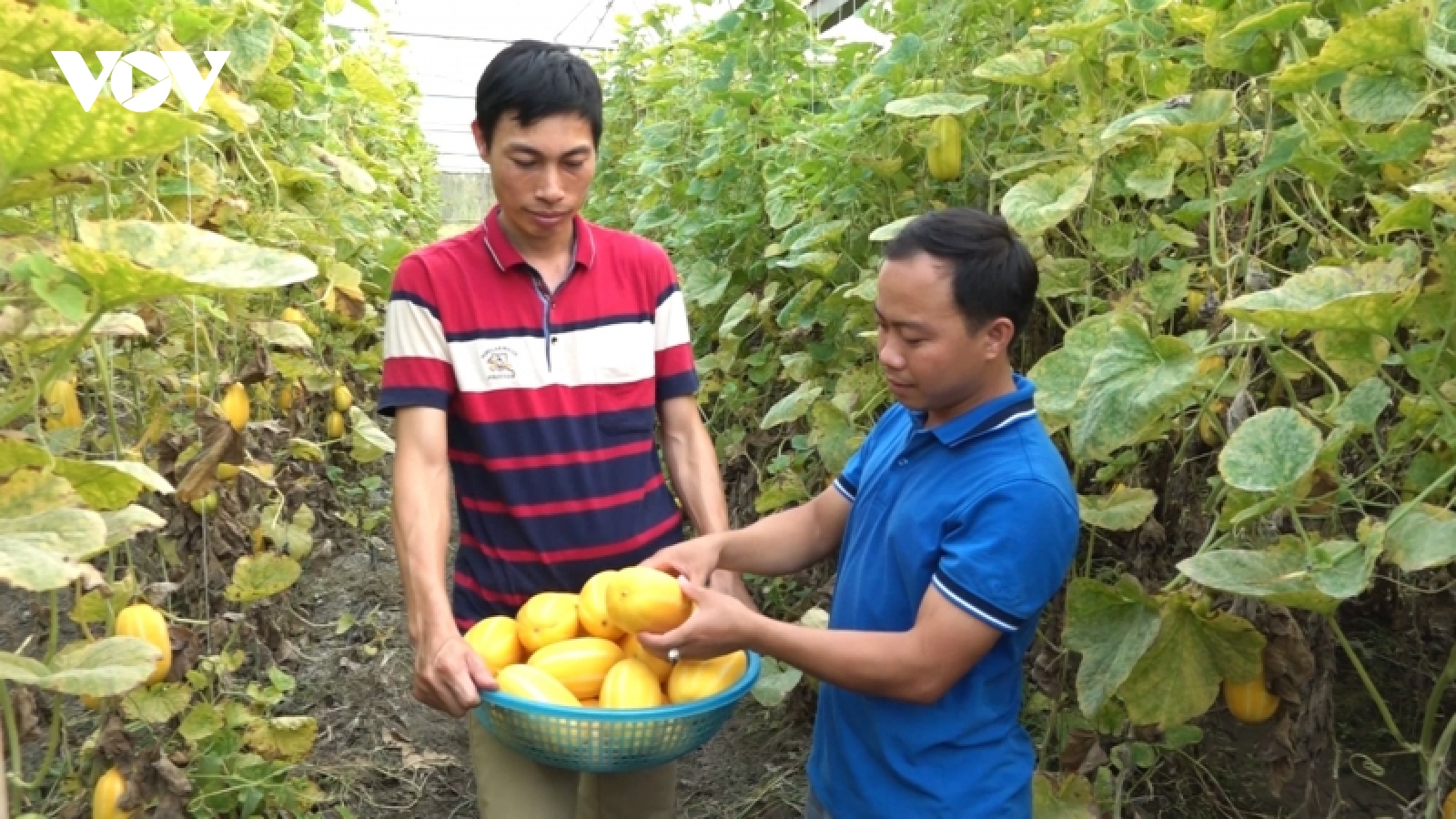 Làm nông nghiệp sạch, chàng trai người Tày lãi nửa tỷ đồng mỗi năm