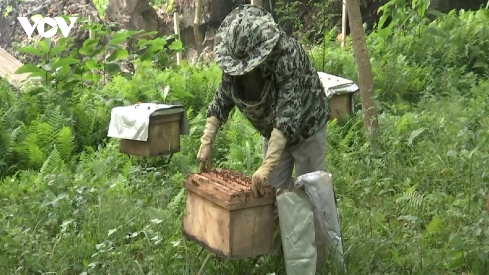 Hợp tác xã nông nghiệp ở Lào Cai khó khăn trong tiếp cận vốn vay