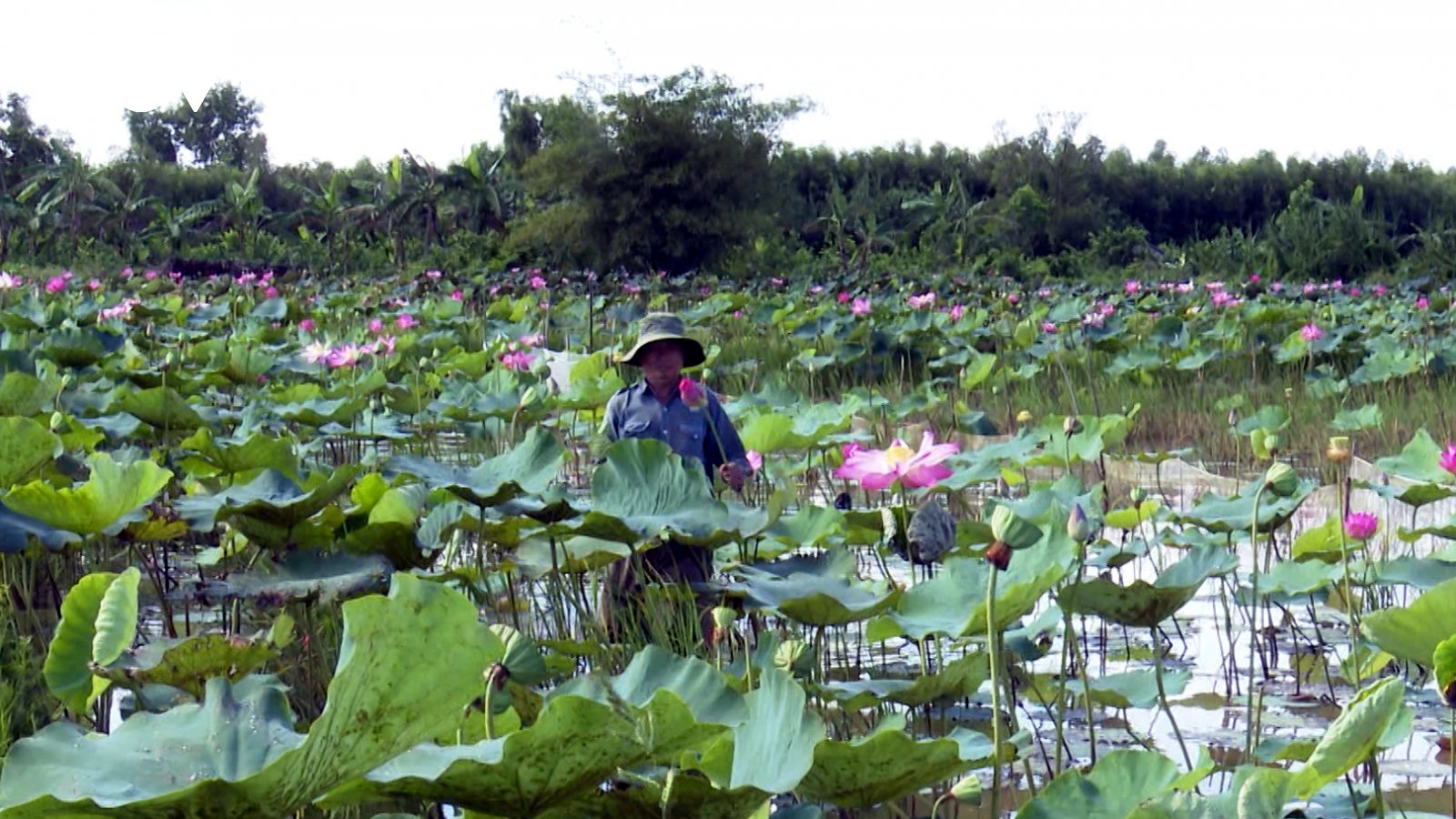 Nông dân Hậu Giang sản xuất “thuận thiên” trong mùa nước nổi