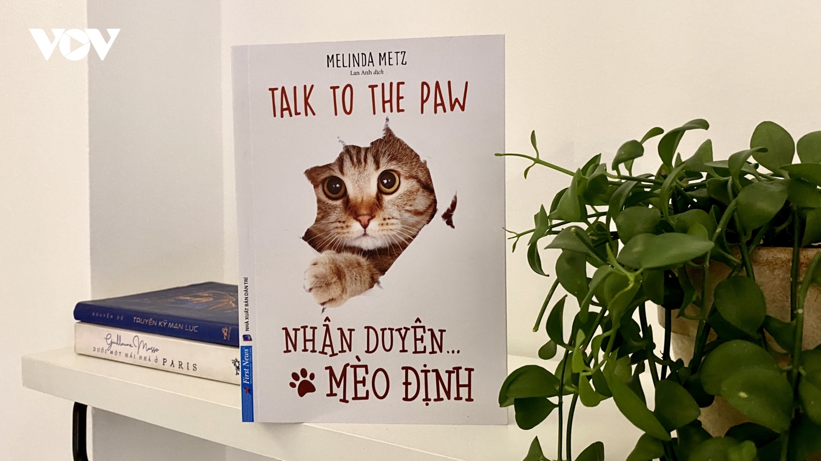 "Nhân duyên mèo định" - Chú mèo Mac và phi vụ se duyên