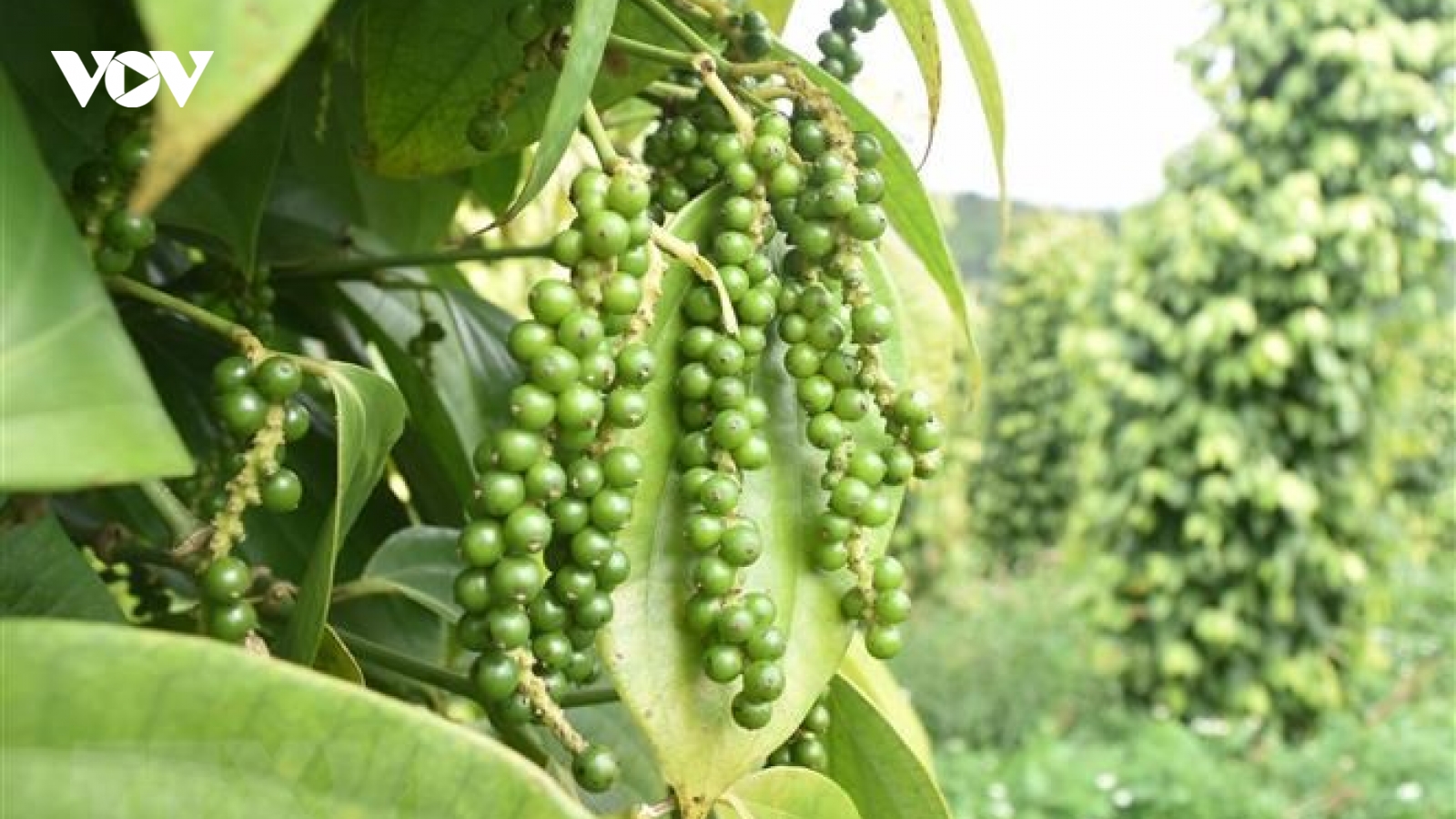 Việt Nam giữ vững vị trí số 1 thế giới về xuất khẩu hồ tiêu