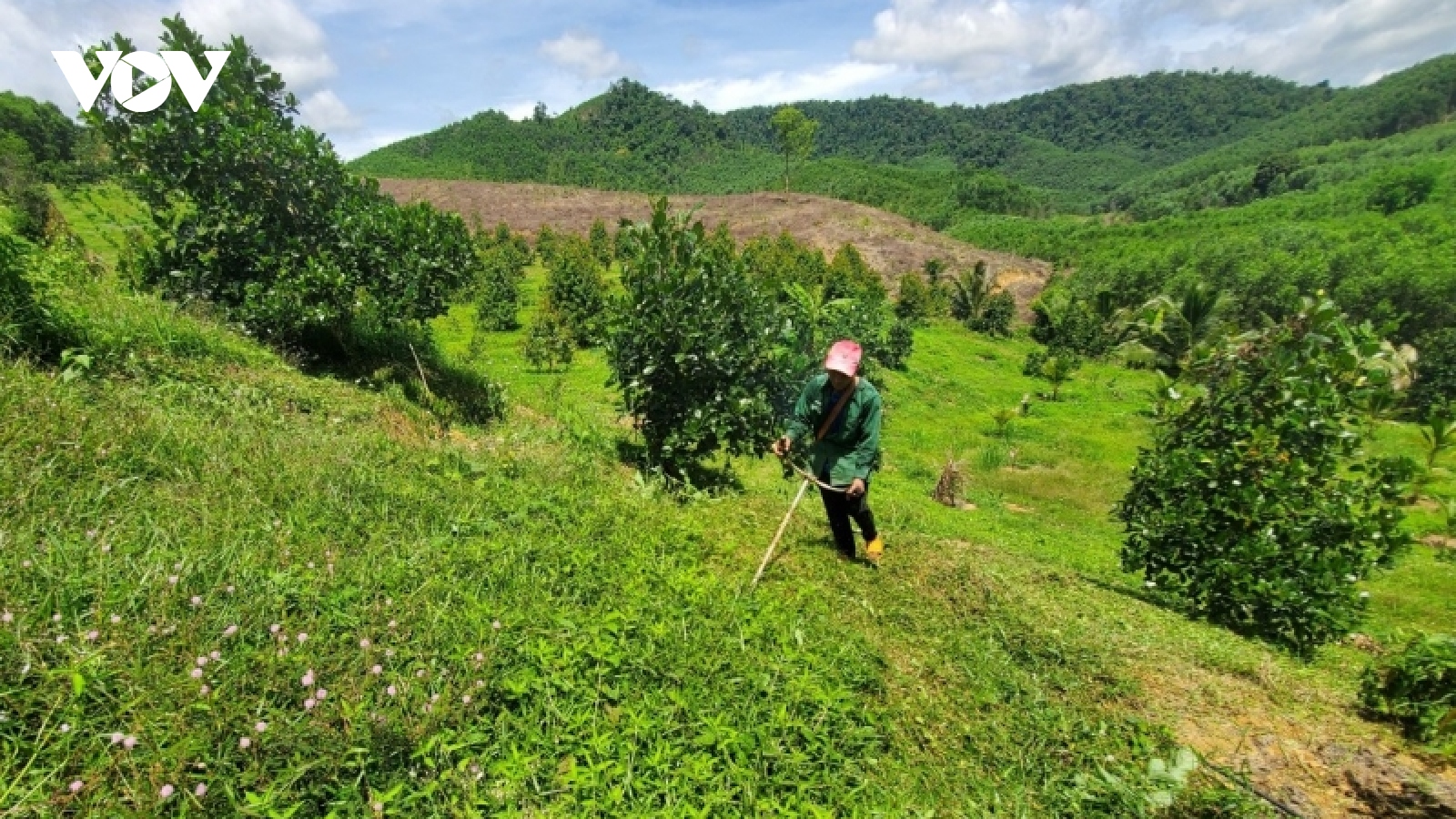 Nông sản Bình Định dễ tiếp cận hơn nhờ lên sàn thương mại điện tử