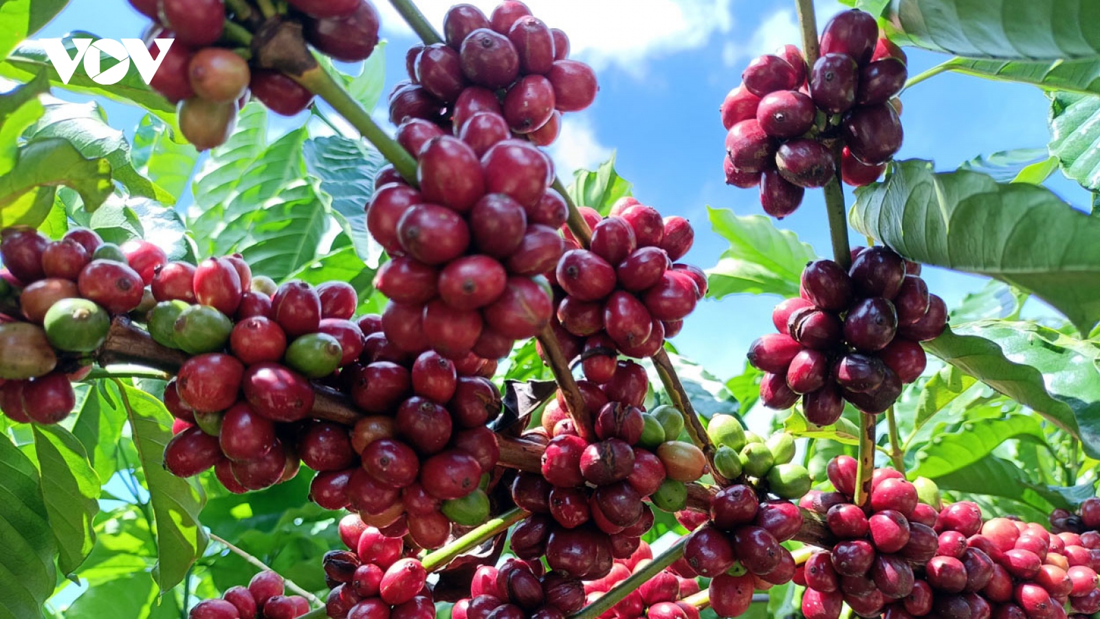 Kon Tum khắc phục tình trạng thiếu nhân công vụ thu hoạch cà phê