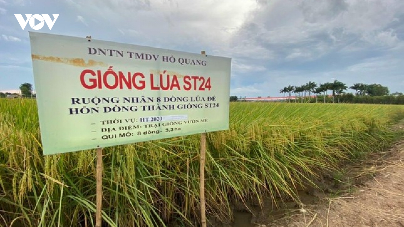 Gạo thơm ST của ông Hồ Quang Cua lọt top 4 ngon nhất thế giới