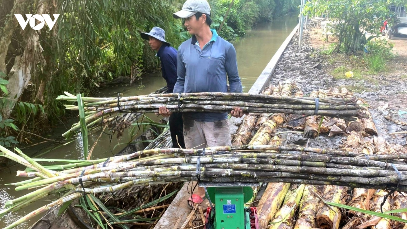 Nhà máy đường nâng giá thu mua, nông dân Hậu Giang vẫn bán mía chục