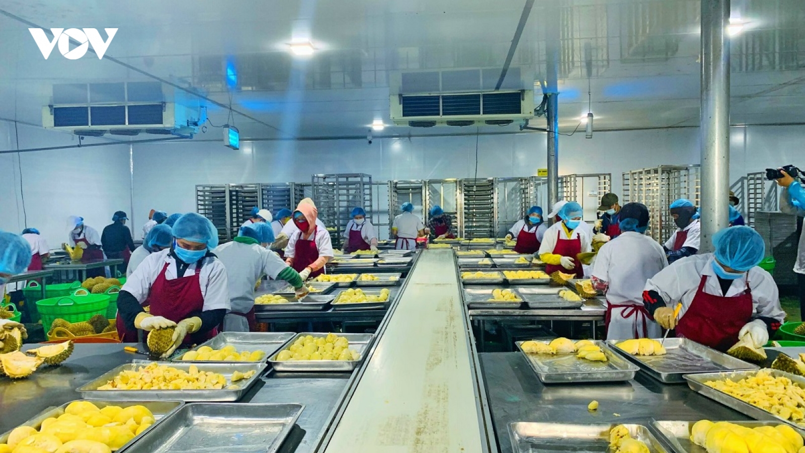 Đắk Lắk khuyến cáo người dân không mở rộng diện tích trồng sầu riêng