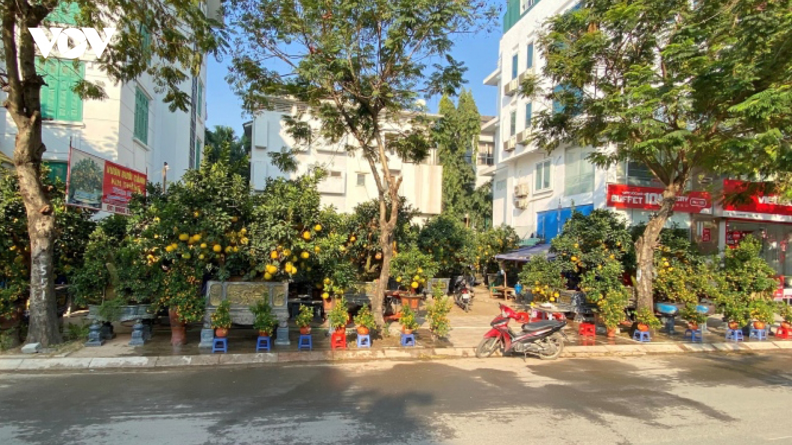 Đào, quất, bưởi Tết giá trăm triệu đồng xuống phố Hà Nội
