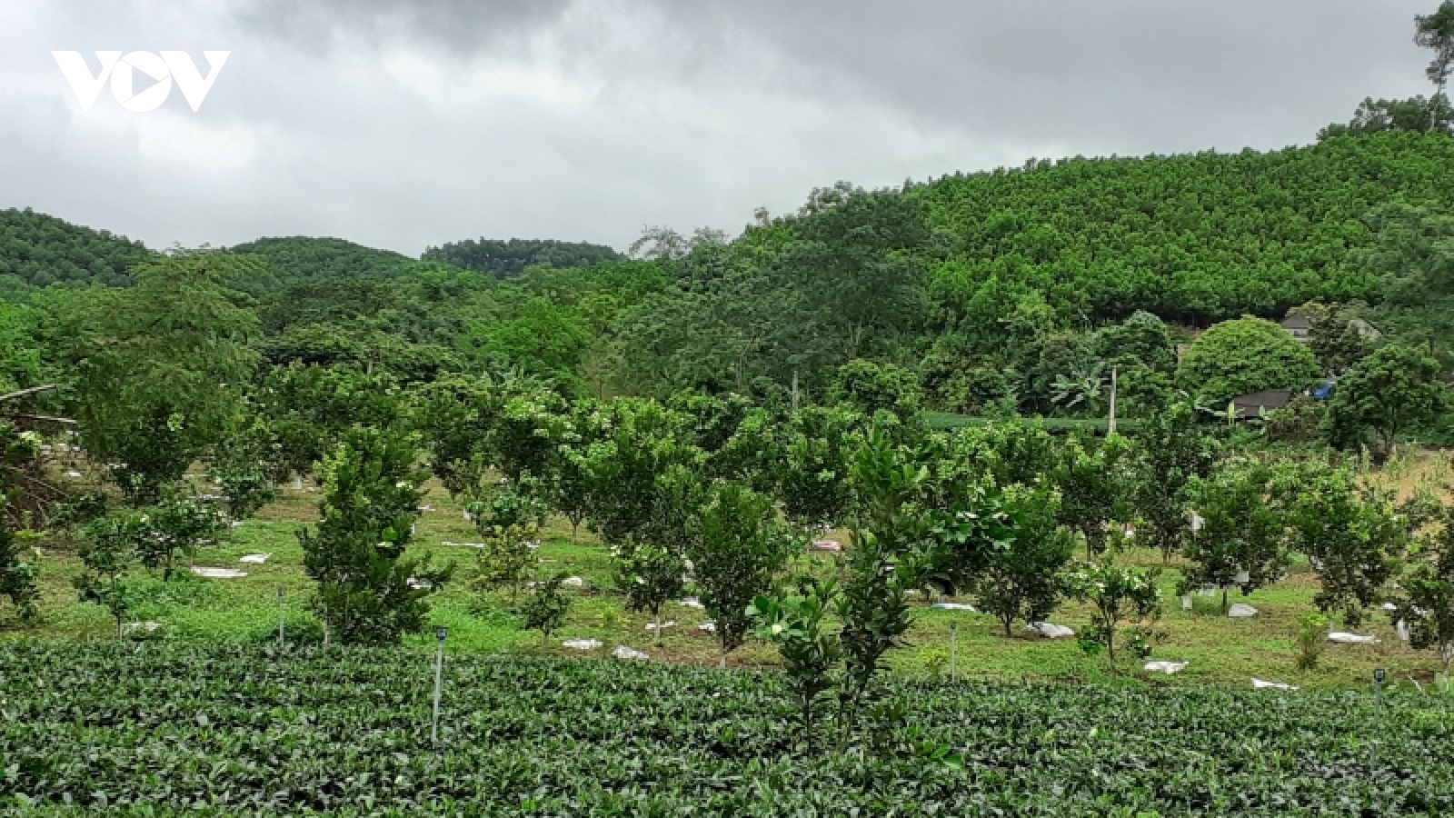 Thanh niên dân tộc Tày làm giàu ngay trên mảnh đất quê hương