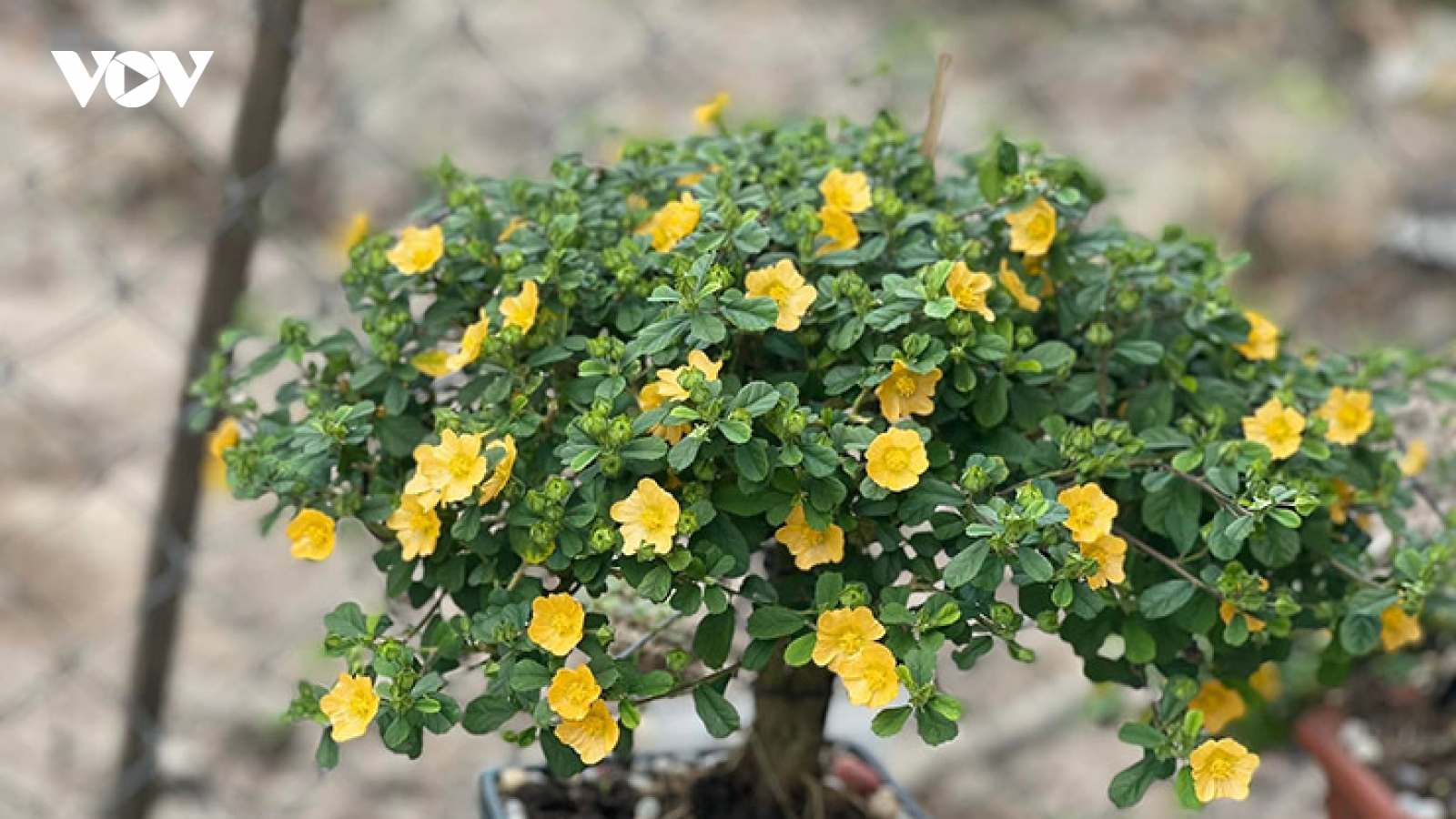 Cây dại mọc đầy đường nay "lên chậu" thành bonsai, giá 500.000 đồng/cây