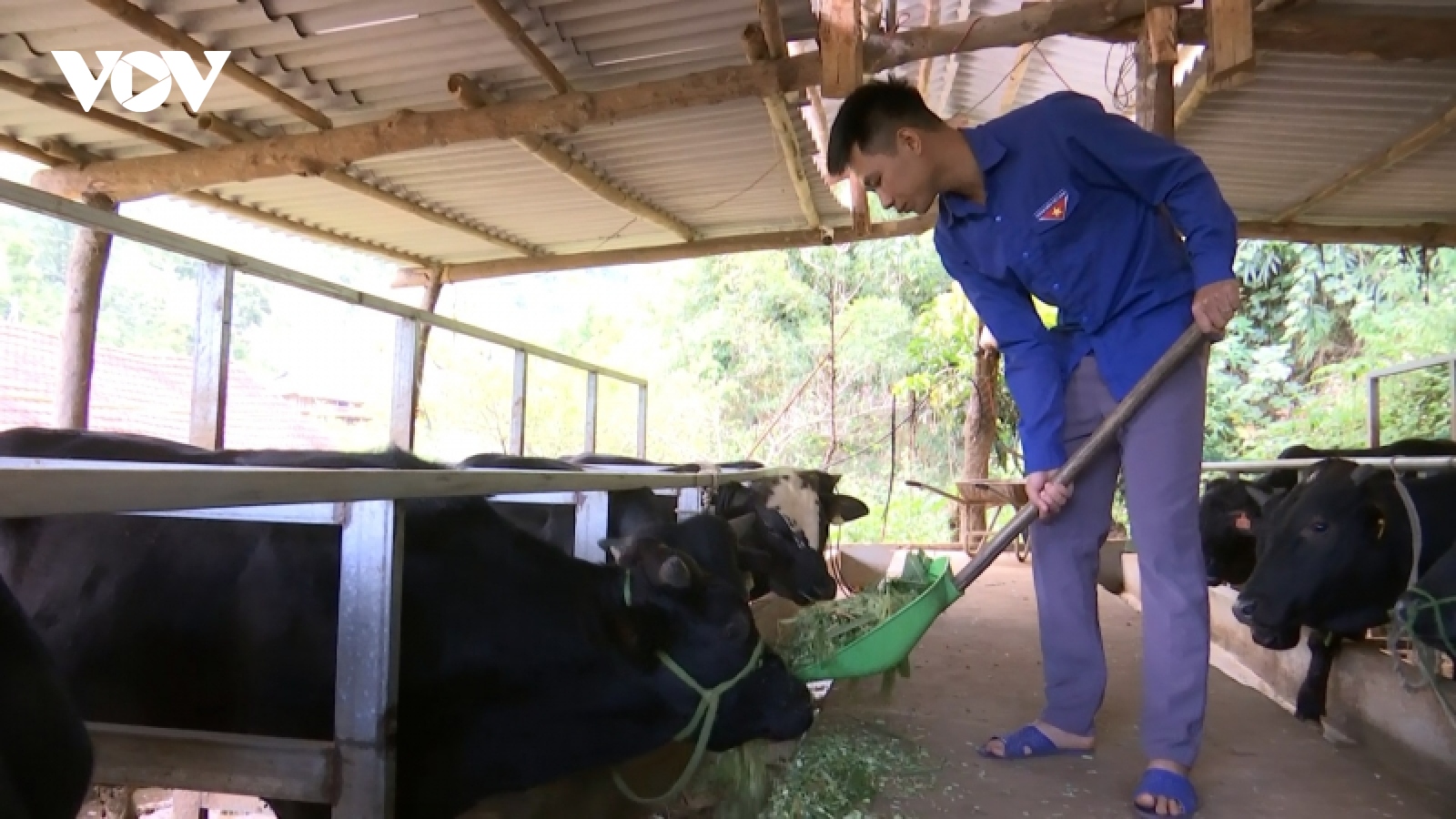 Thanh niên Sơn La thoát nghèo nhờ vay vốn phát triển chăn nuôi