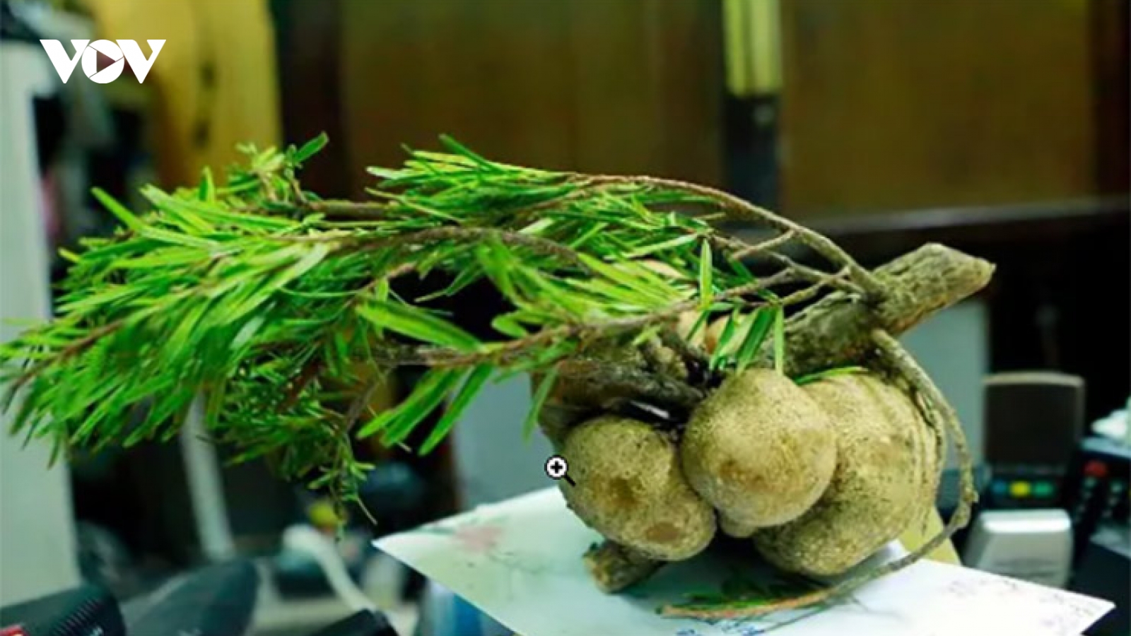 Đại gia lùng mua “thần dược” mọc trên ngọn cây