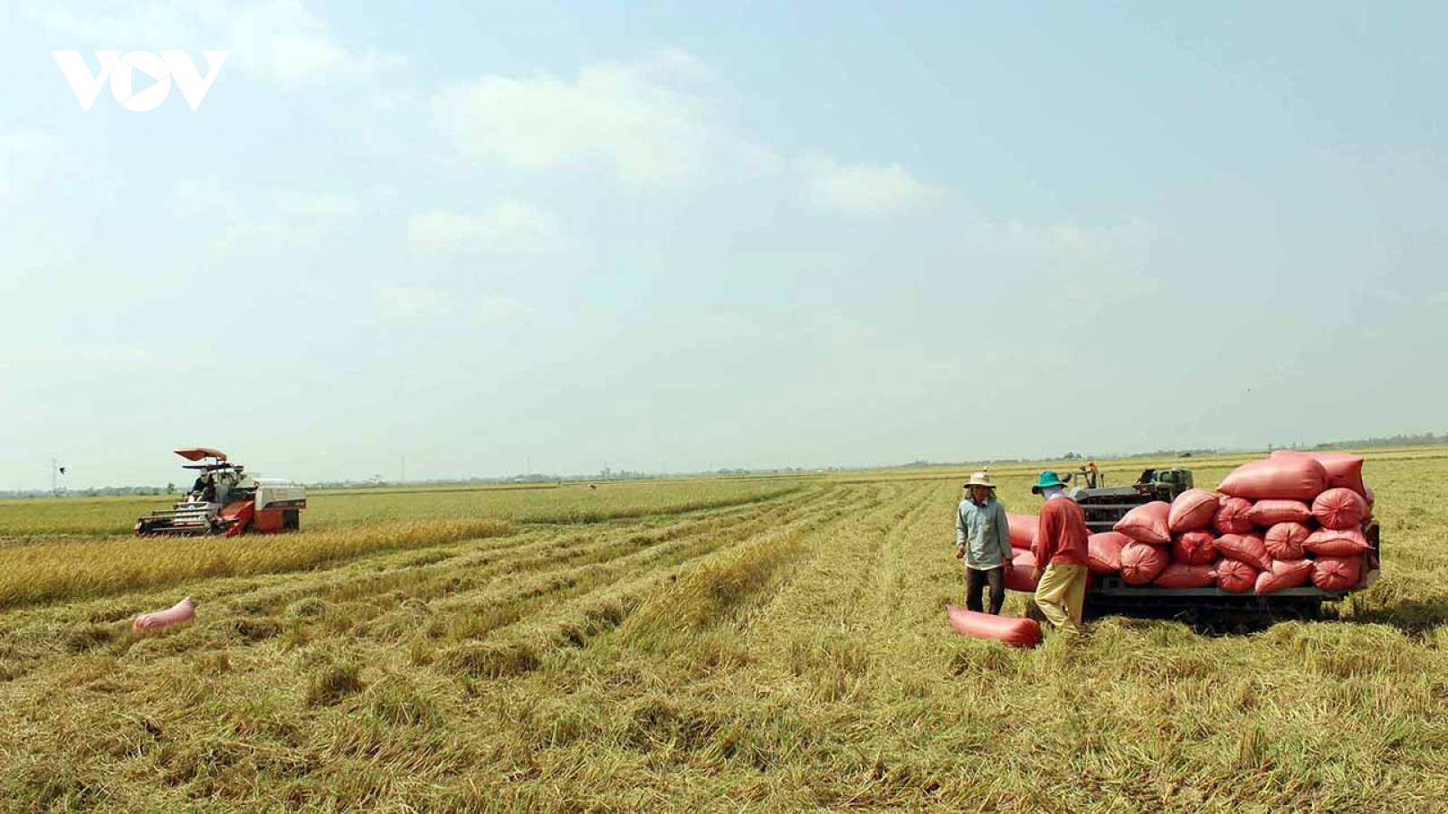 Thiếu thị trường bền vững cho nông sản, hàng nghìn tấn lúa ST24, ST25 bí đầu ra