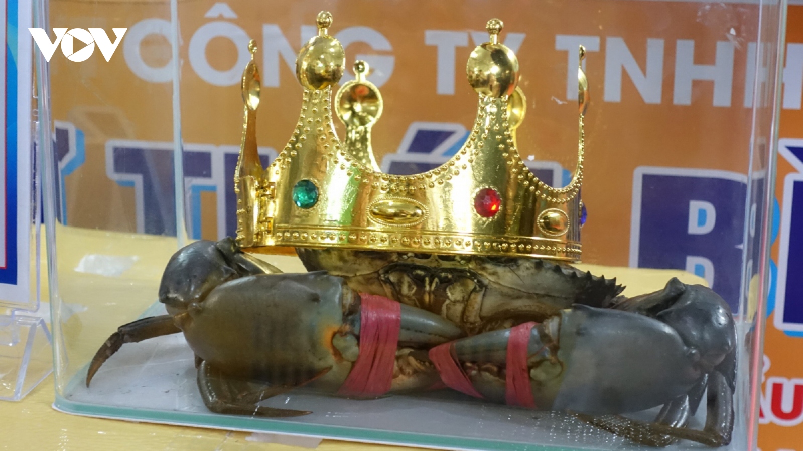 Sumo Crab honours winner weighing 1.4kg in Vietnam