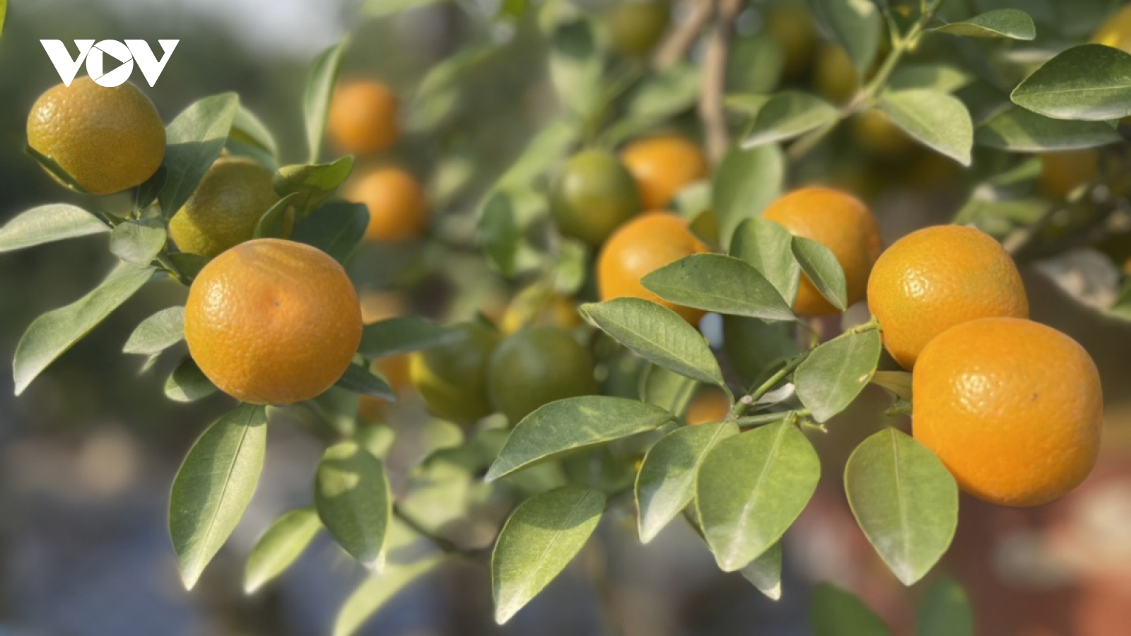 Kumquat tree growers in Hanoi village busy ahead of Tet 