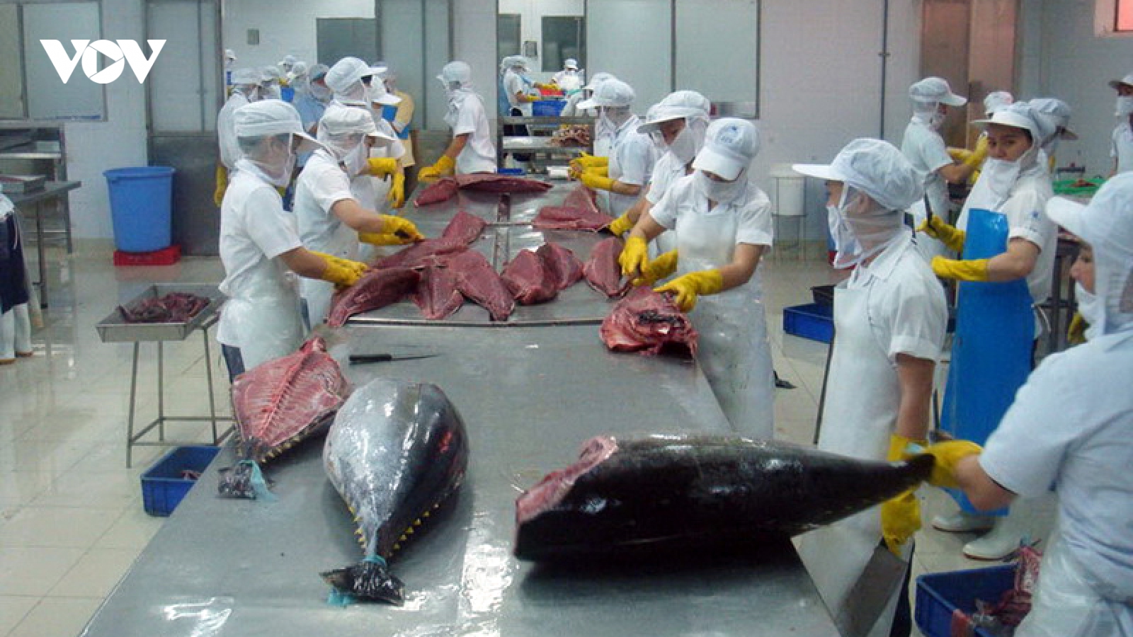 Khắc phục IUU, xuất khẩu thủy sản Bình Định tăng ngoạn mục