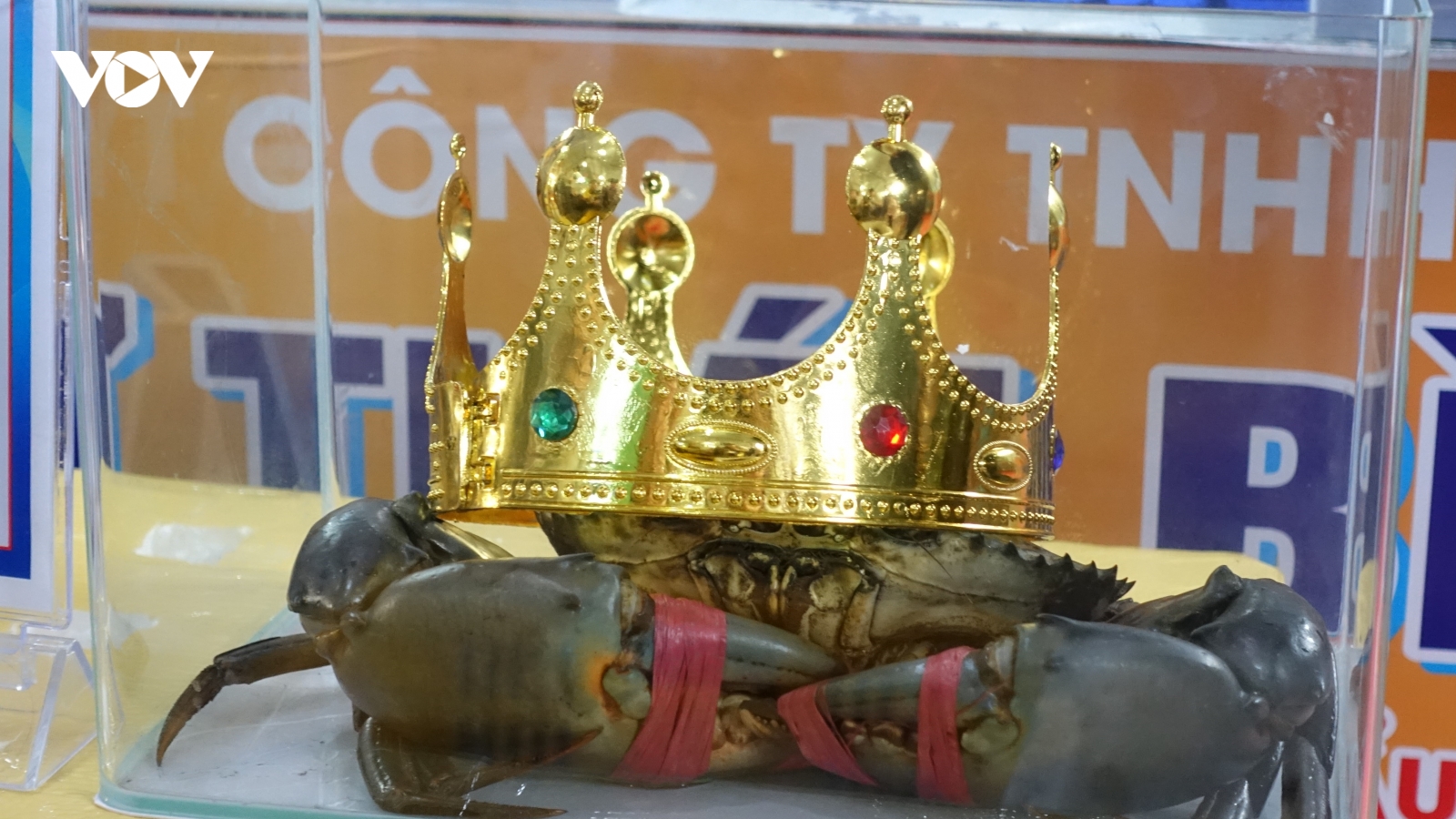 Con cua nặng hơn 1,4 kg dành giải nhất cuộc thi Sumo Crab tại Cà Mau