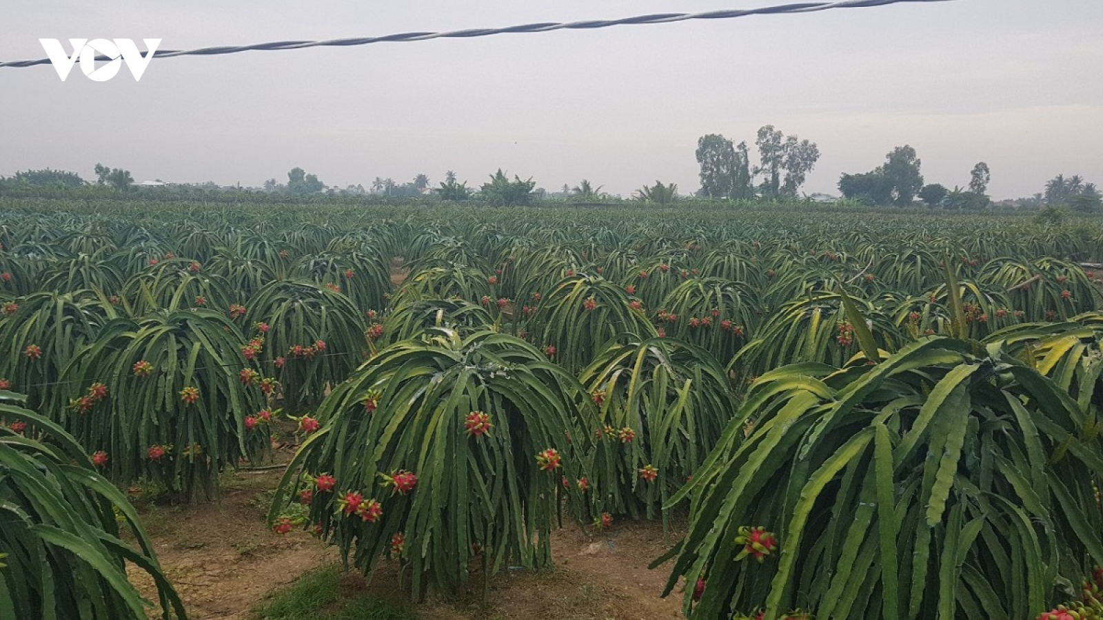Cuối năm, giá trái thanh long ở Tiền Giang đạt mức kỉ lục, nhà vườn phấn khởi