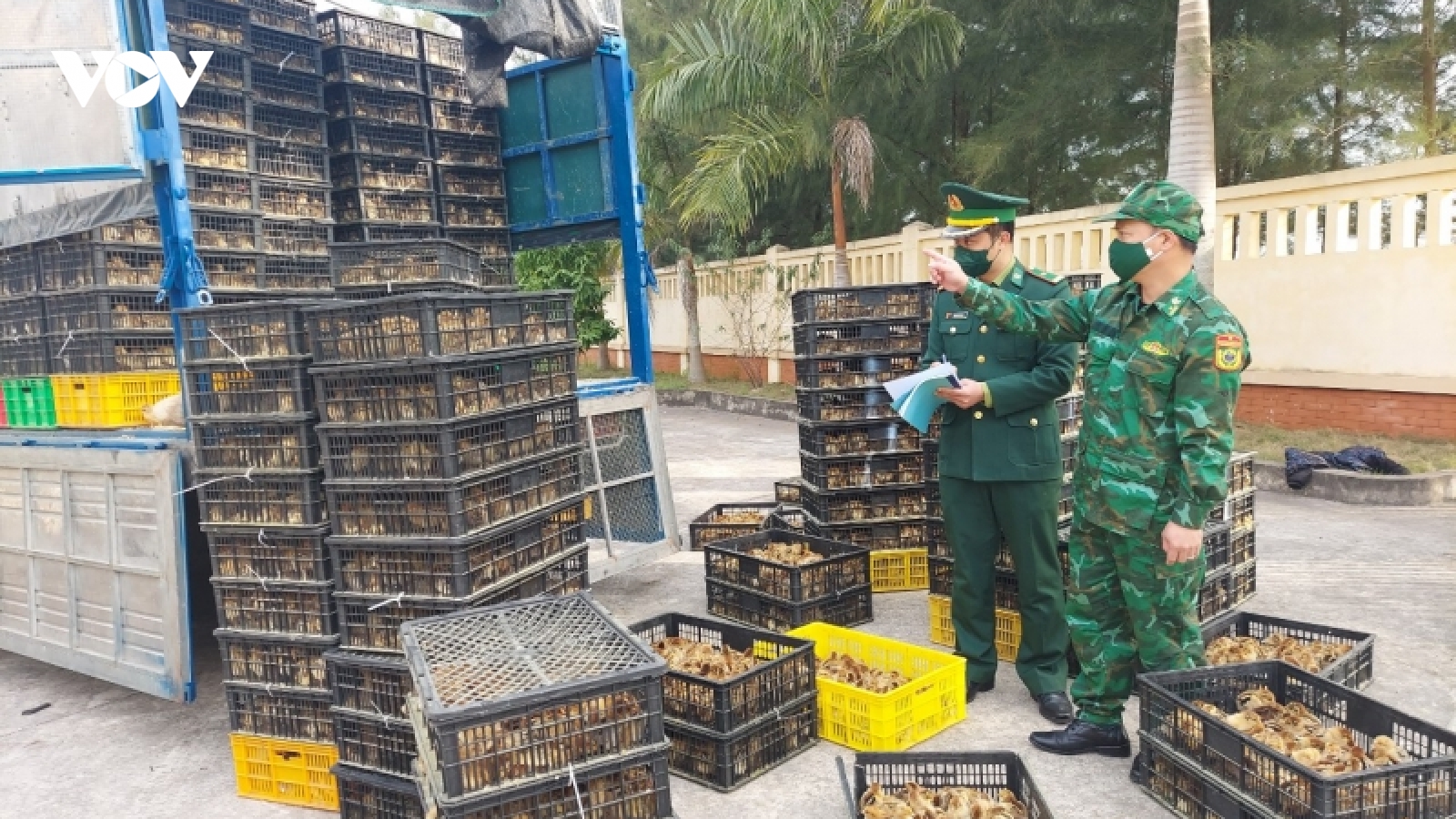 Quảng Ninh thu giữ hơn 75.000 con gia cầm và cá giống nhập lậu