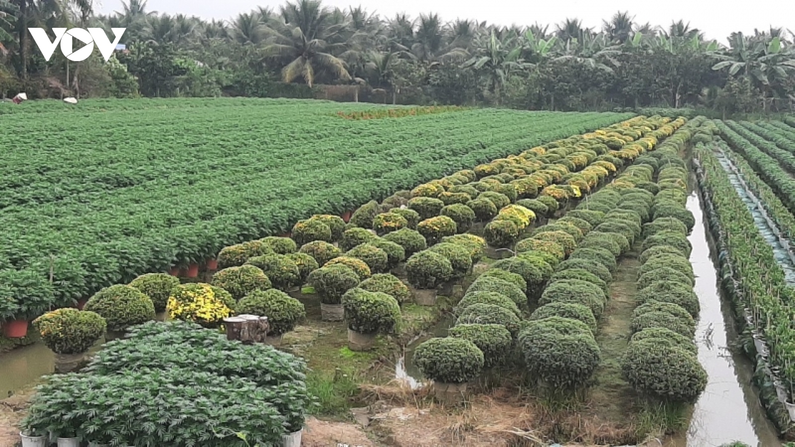  Làng hoa Mỹ Tho sẵn sàng phục vụ Tết