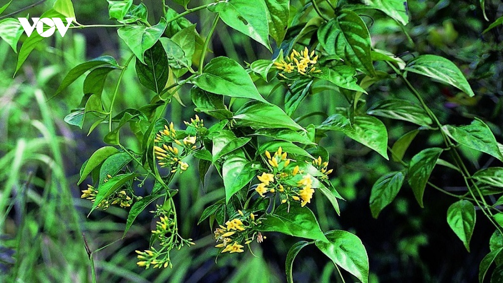 Hai trẻ nhỏ tử vong nghi do vô tình ăn phải lá ngón