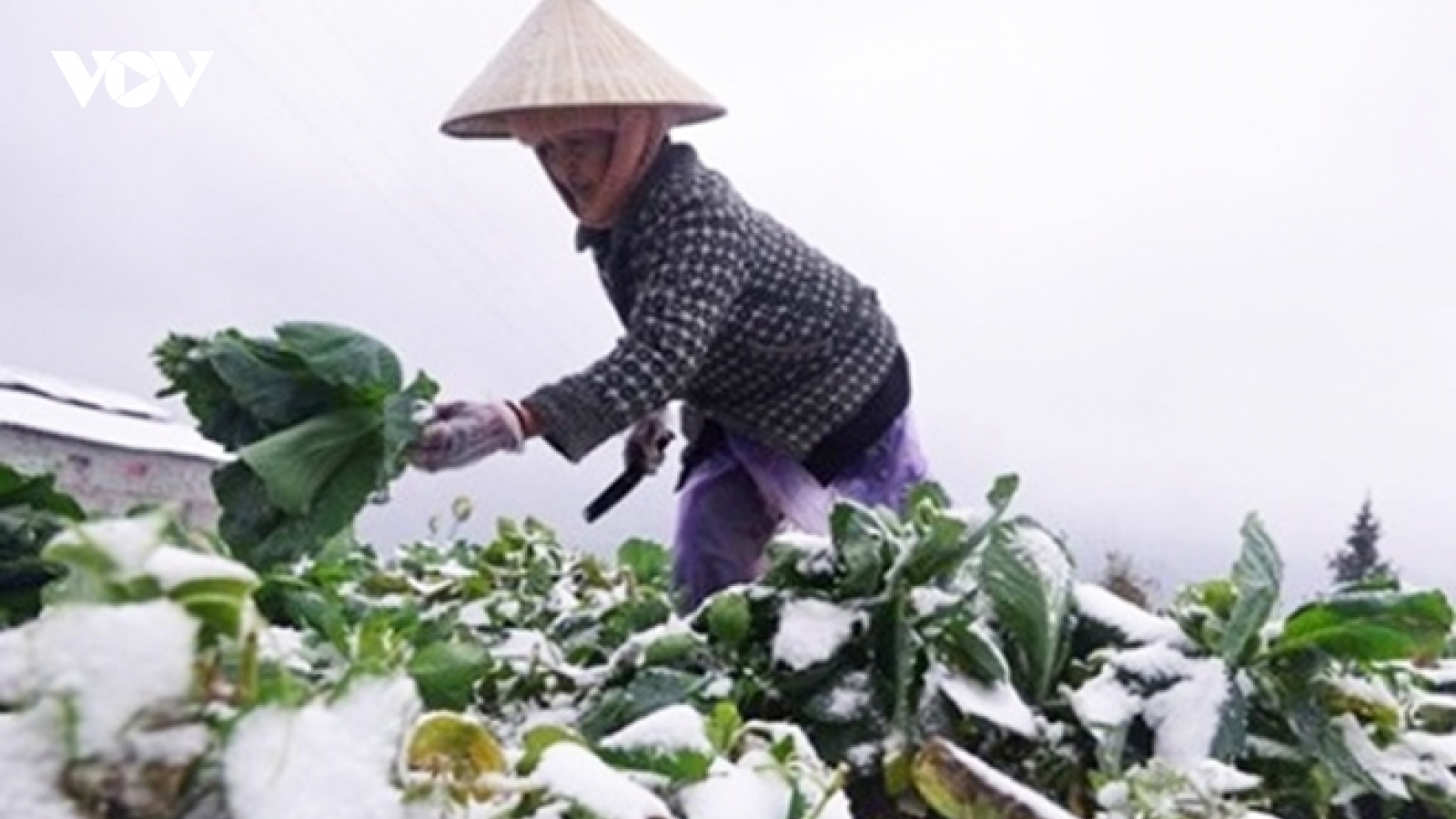 Chuyên gia: Rét đậm, rét hại, băng giá có thể xảy ra ở Bắc Bộ vào cuối tuần