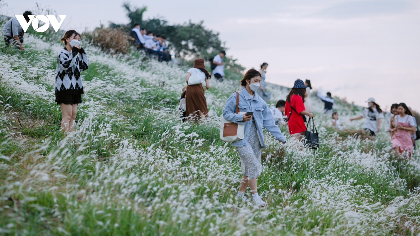 Giới trẻ Hà Nội đổ xô "check in" bãi cỏ lau đẹp ngây ngất ở triền đê sông Hồng