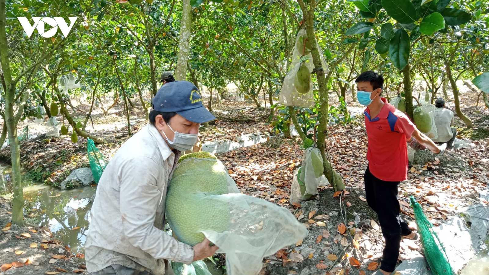 Ngành hàng “tỷ đô” vùng ĐBSCL tìm hướng phát triển bền vững