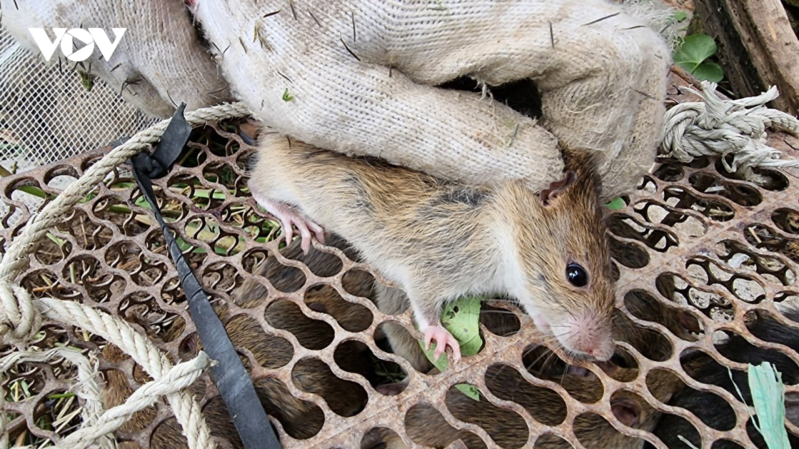 Theo chân “biệt đội” săn chuột đồng ở Kinh Bắc 