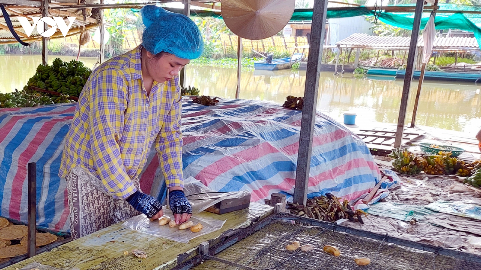 Làng nghề ép chuối khô Cà Mau gặp khó bởi trời mưa
