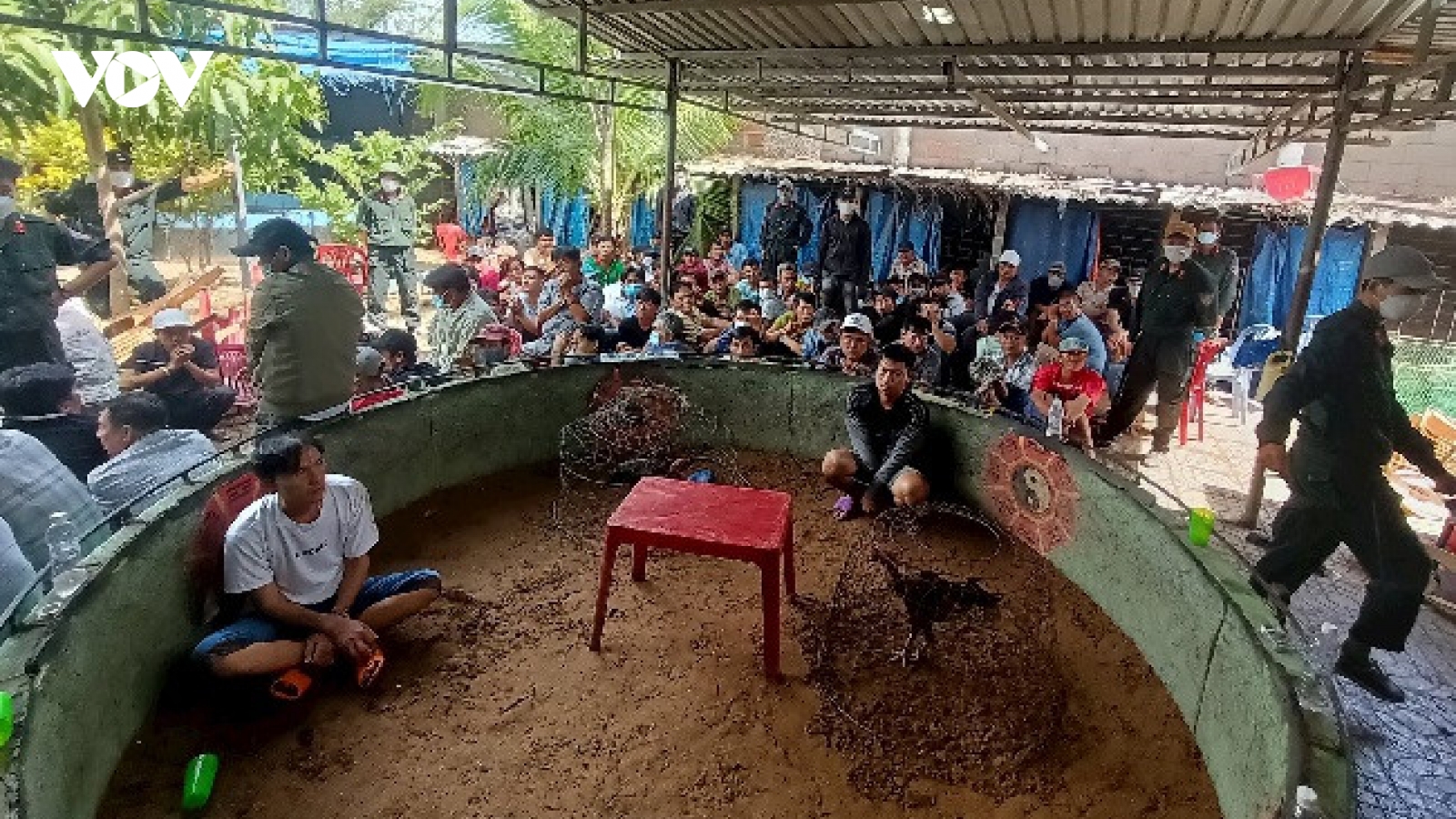 Triệt phá một trường gà, tạm giữ 60 đối tượng ở Bình Thuận