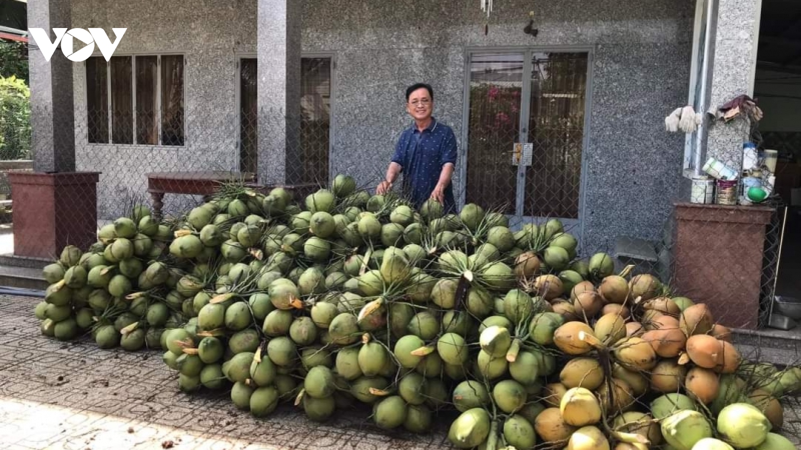 Trái dừa tươi rớt giá dịp Tết cổ truyền