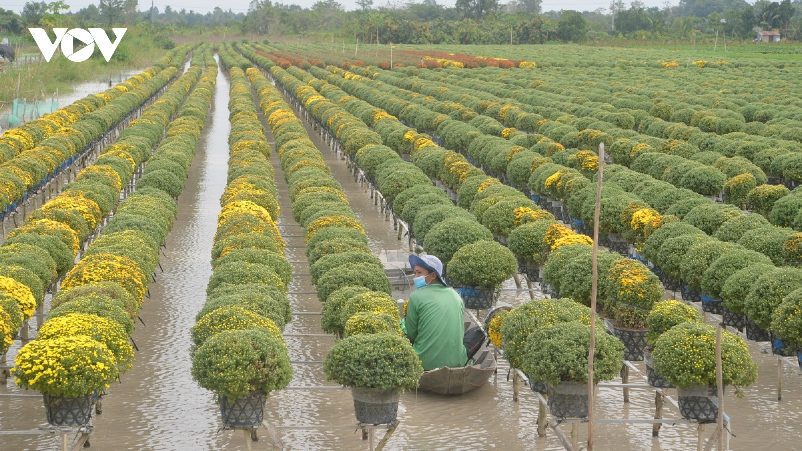 Làng hoa lớn nhất miền Tây tất bật vụ hoa Tết