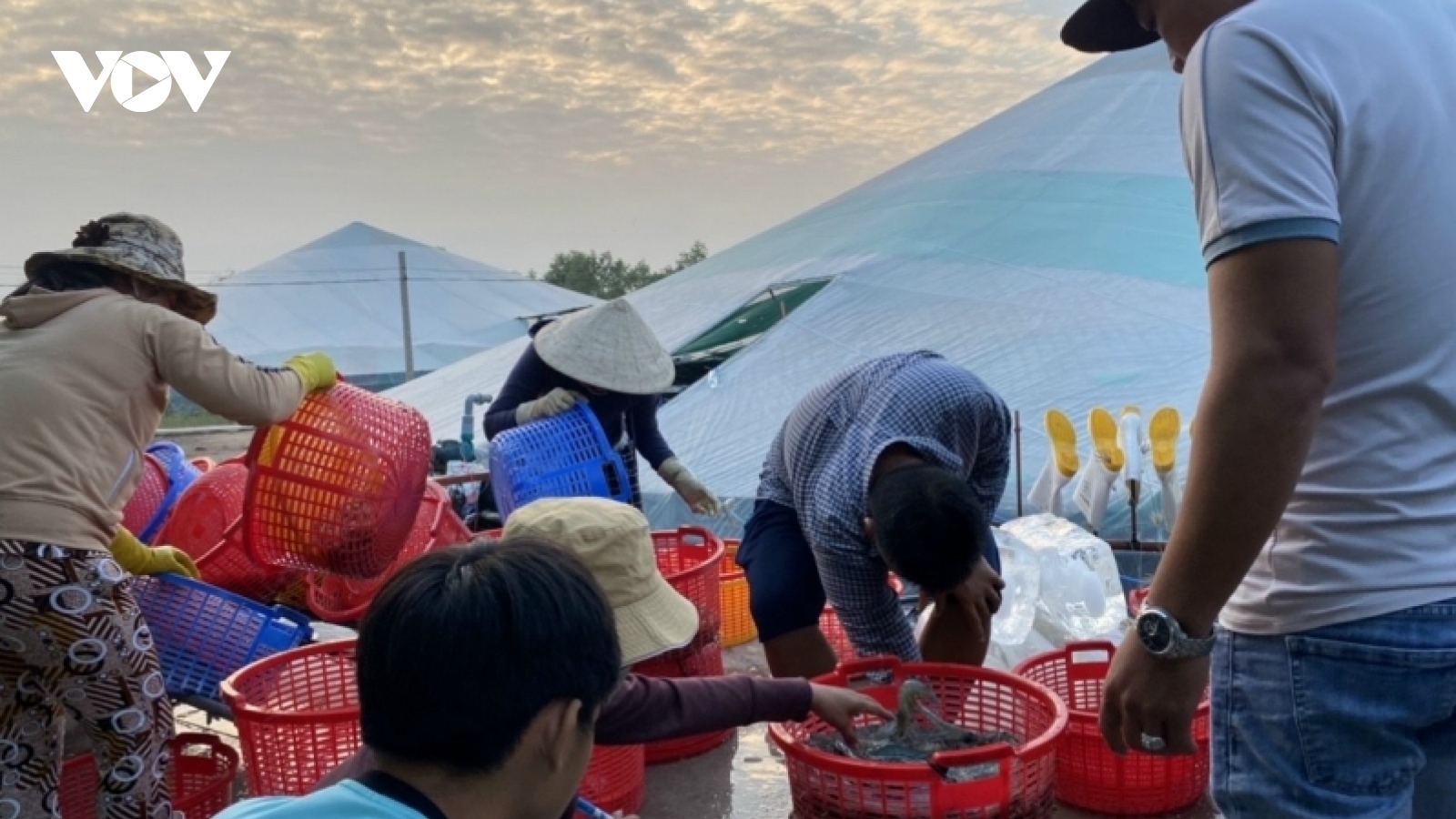 Sau Tết giá tôm thẻ tăng vọt, người nuôi lãi lớn