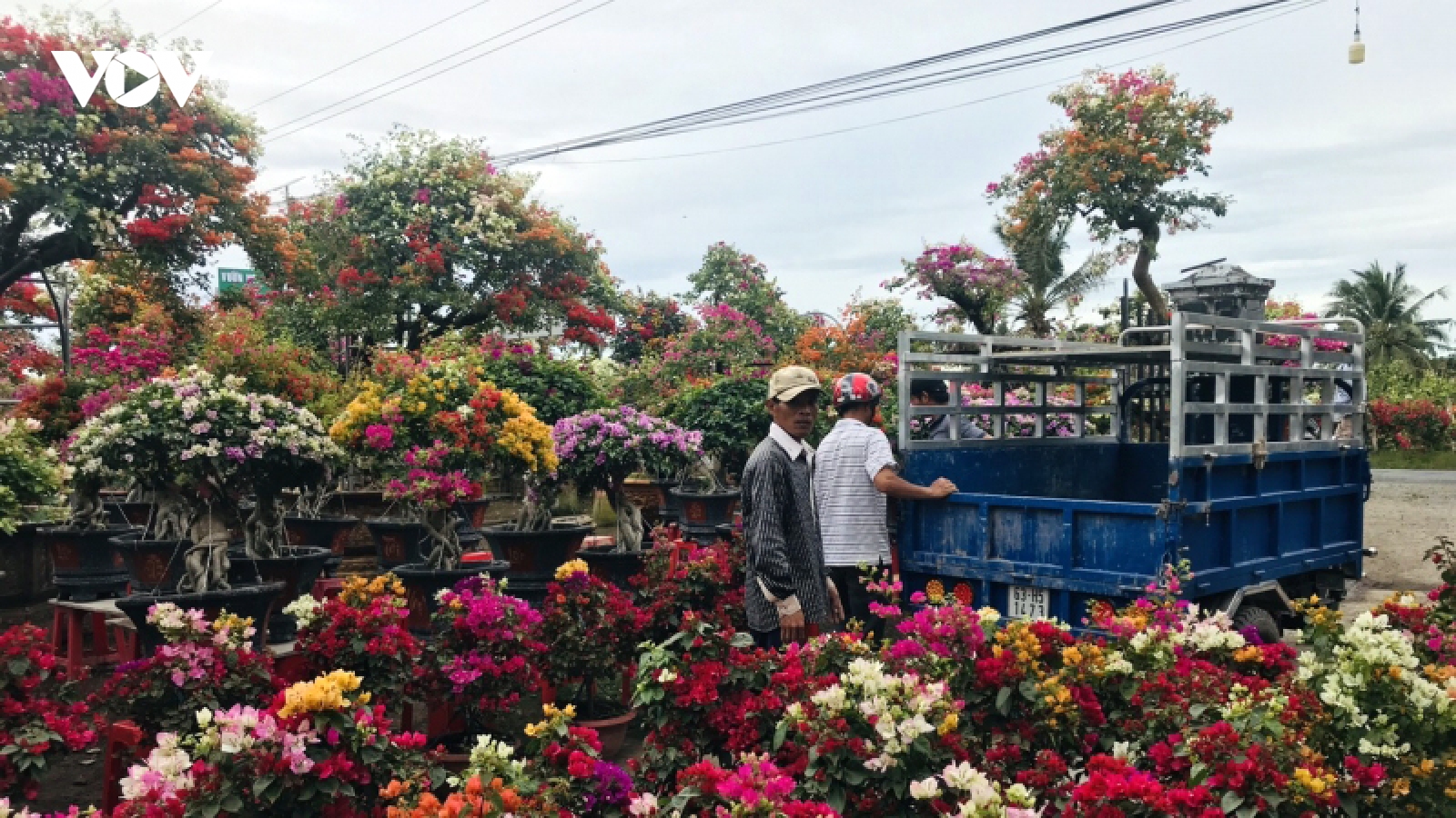 10 triệu sản phẩm hoa Bến Tre sẵn sàng cho thị trường Tết