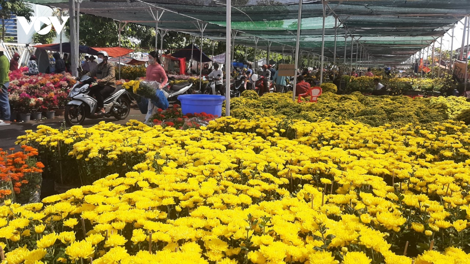 Thị trường hoa kiểng Tết ở Tiền Giang "người cười, kẻ khóc"