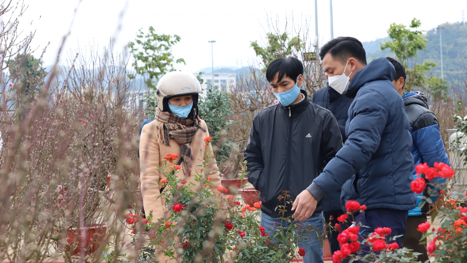 Phố núi Sơn La rực sắc hoa xuân