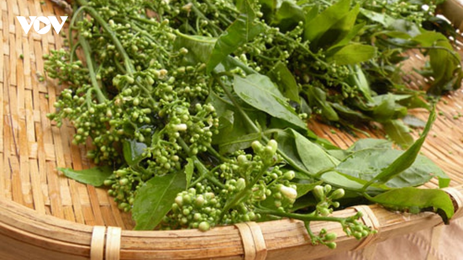Loại rau trước chỉ người nghèo ăn nay thành đặc sản giá 150.000 đồng/kg