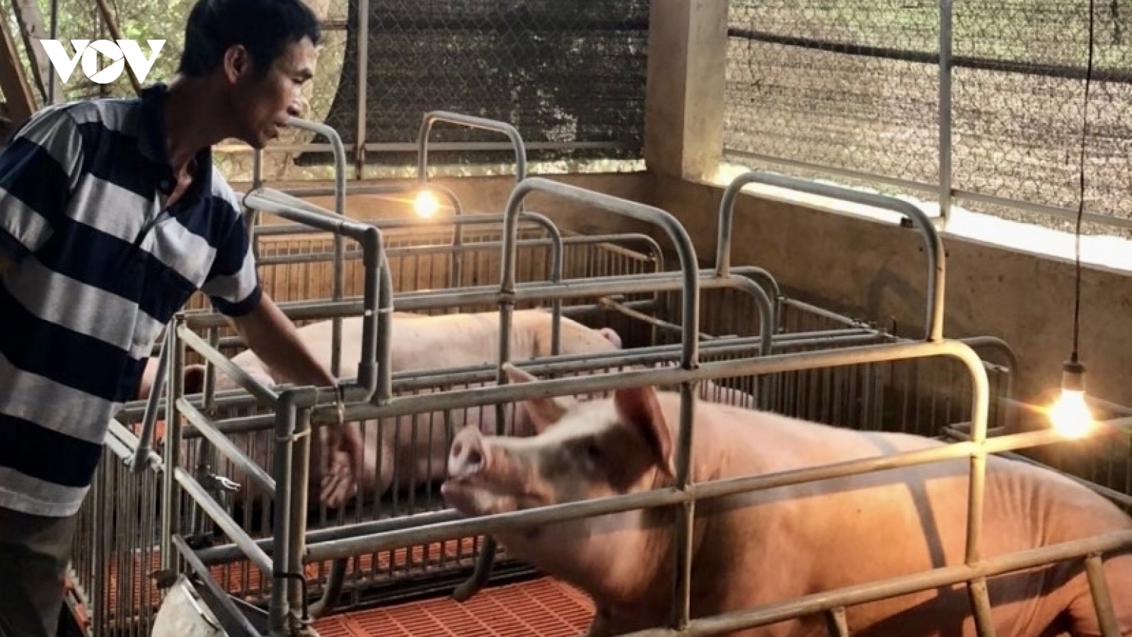 Người chăn nuôi lỗ nặng vì giá heo giảm sâu