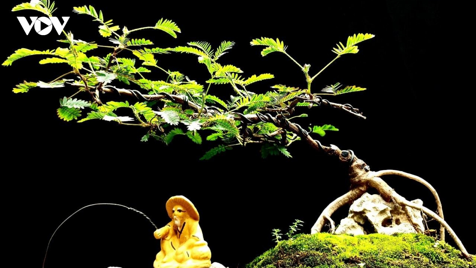 Cây dại thành bonsai chơi Tết, bán tiền triệu