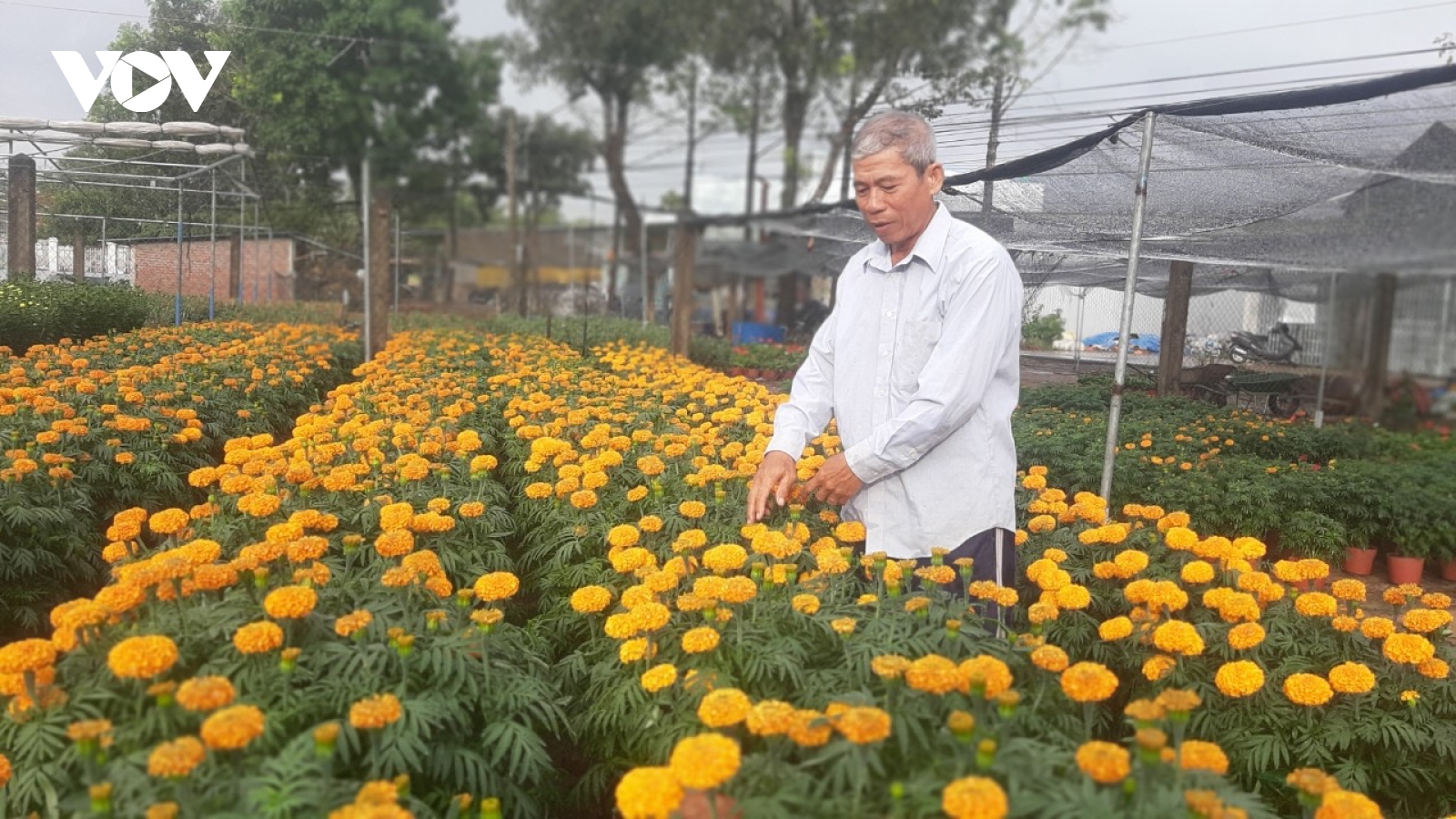 Mưa trái mùa kéo dài, người trồng hoa cảnh ở Tiền Giang “ngồi trên đống lửa”