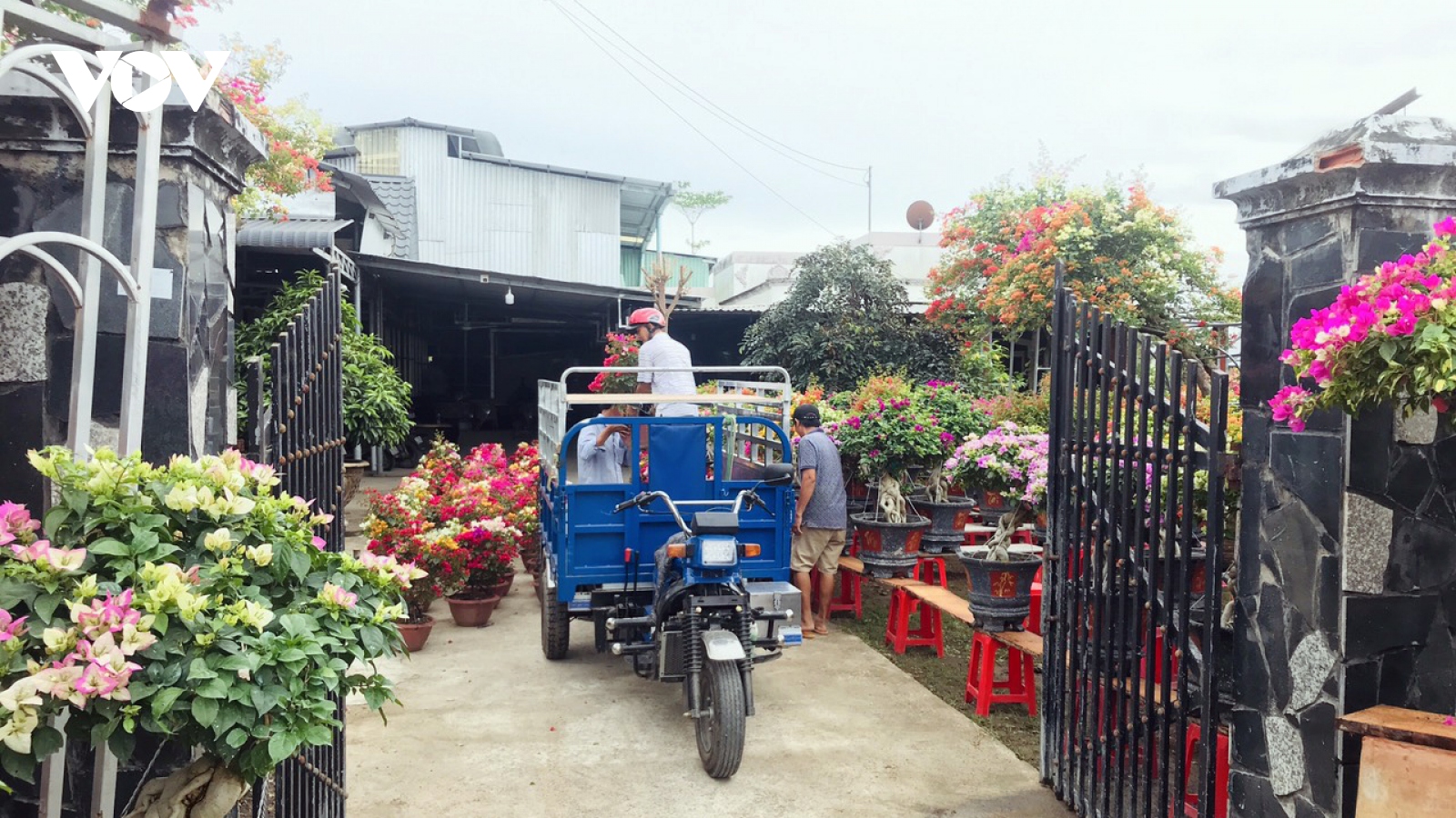 Hơn 50% hoa kiểng Bến Tre đã được tiêu thụ, nông dân có lãi khá