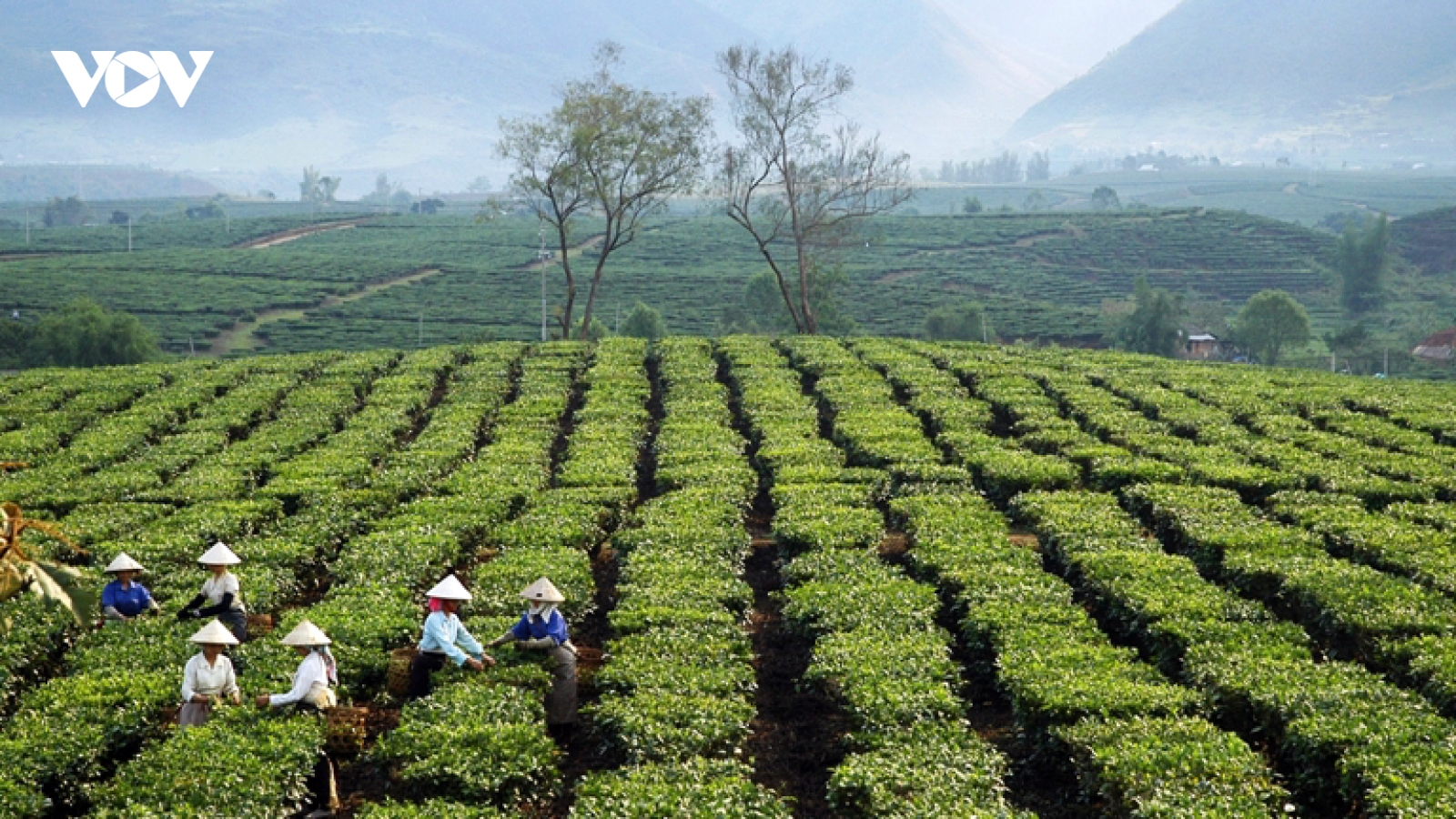 Hướng sản xuất nông nghiệp xanh, sạch, bền vững ở thành phố miền núi