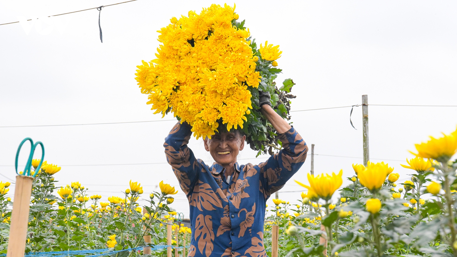 Người trồng hoa Tây Tựu phấn khởi thu hoạch hoa phục vụ Tết Quý Mão
