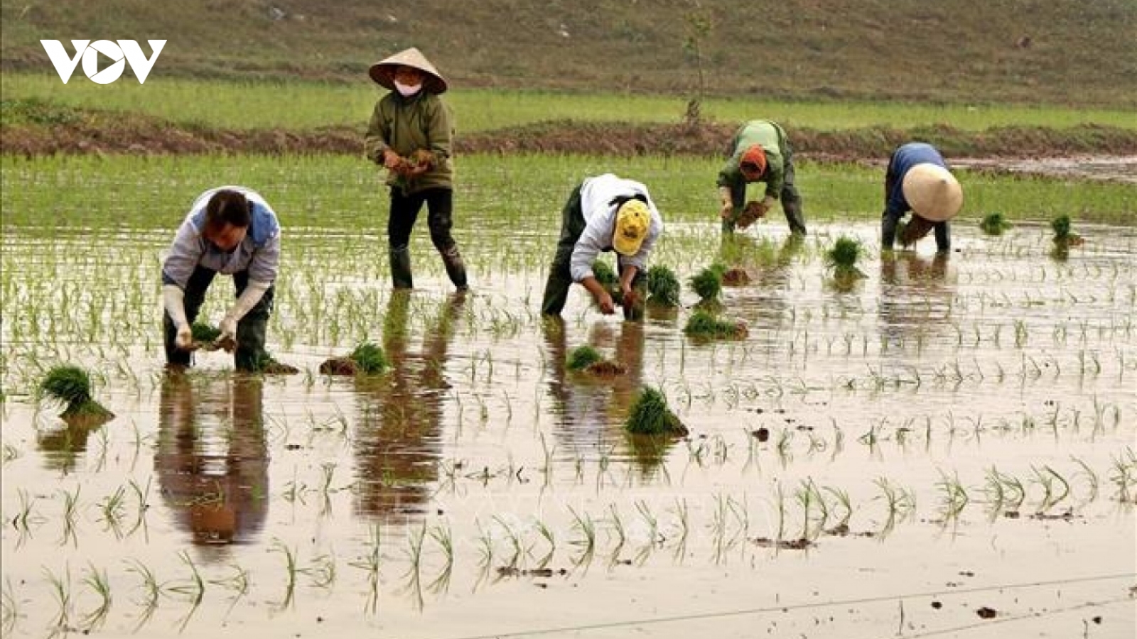 Lấy nước đợt 2 cho gieo cấy vụ Đông Xuân ở Trung du và Đồng bằng Bắc Bộ