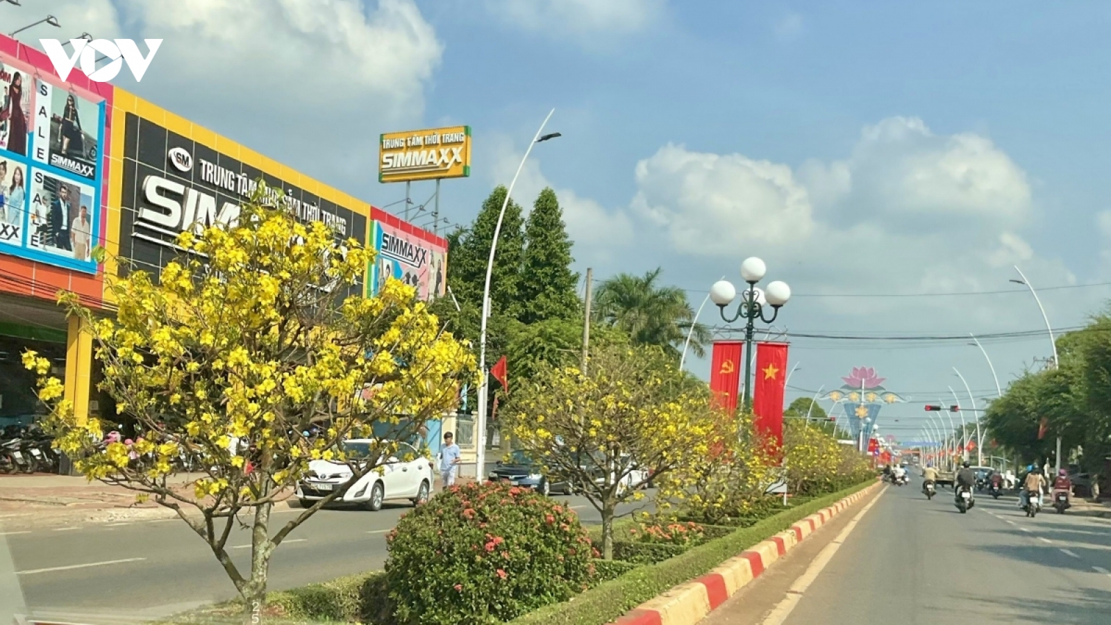 Hơn 900 cây mai vàng khoe sắc trên dải phân cách ở Bà Rịa - Vũng Tàu