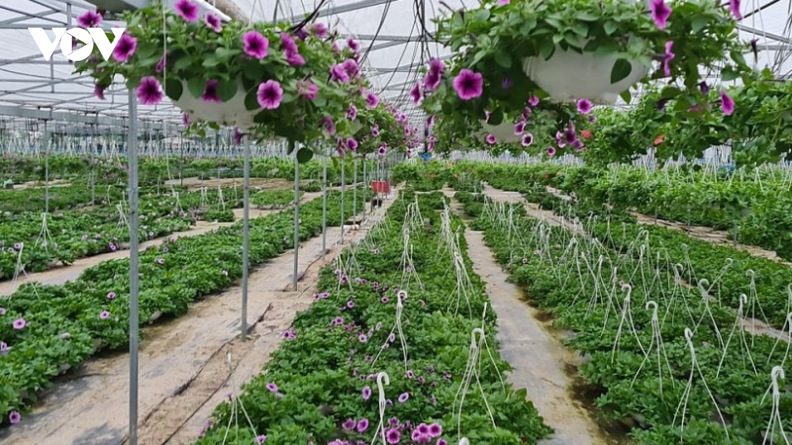 Người trồng hoa Tết ở Quảng Nam được mùa, được giá