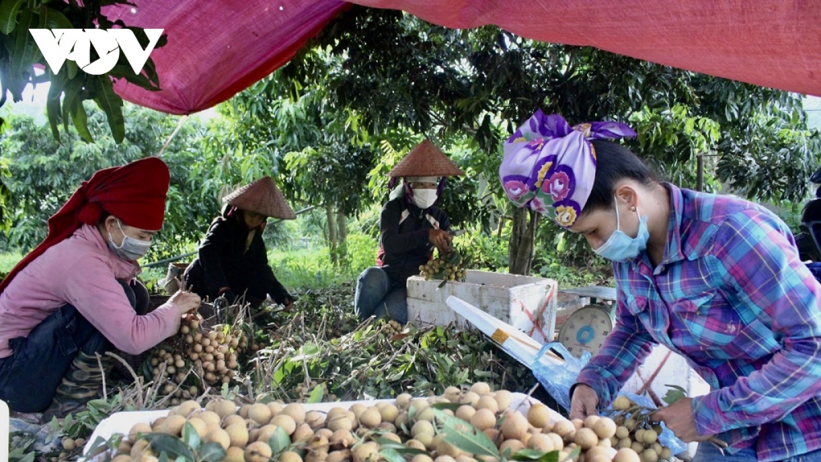 Trung Quốc mở cửa biên giới gia tăng cơ hội xuất khẩu nông sản
