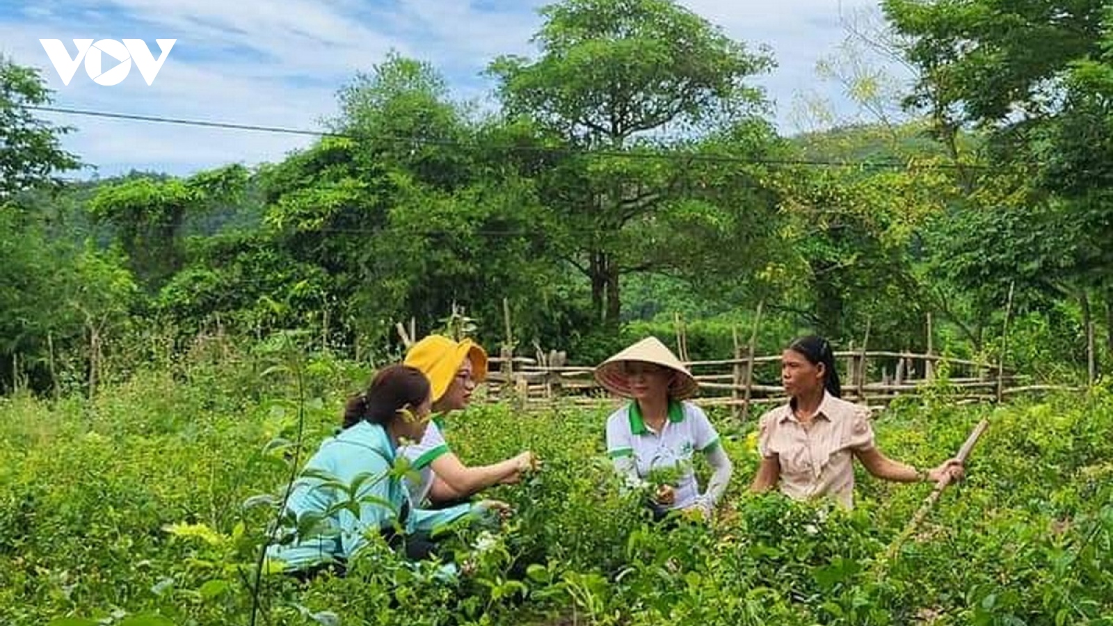 Sàn thương mại điện tử đưa nông sản Việt vươn ra thế giới