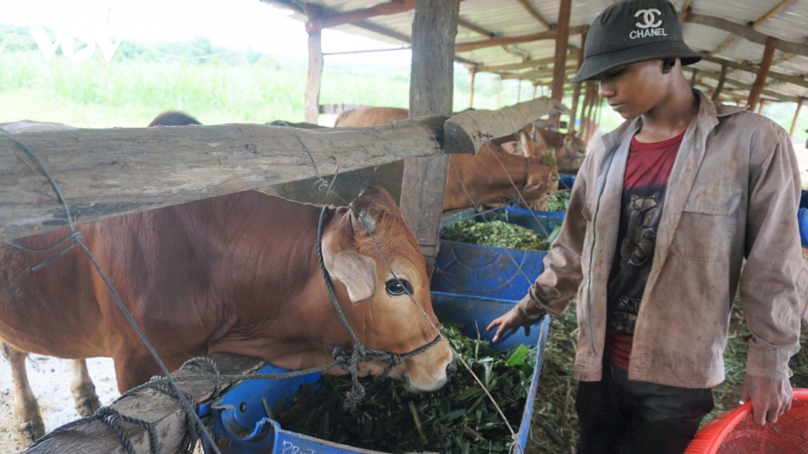 Hân hoan niềm vui thoát nghèo ở Gia Lai