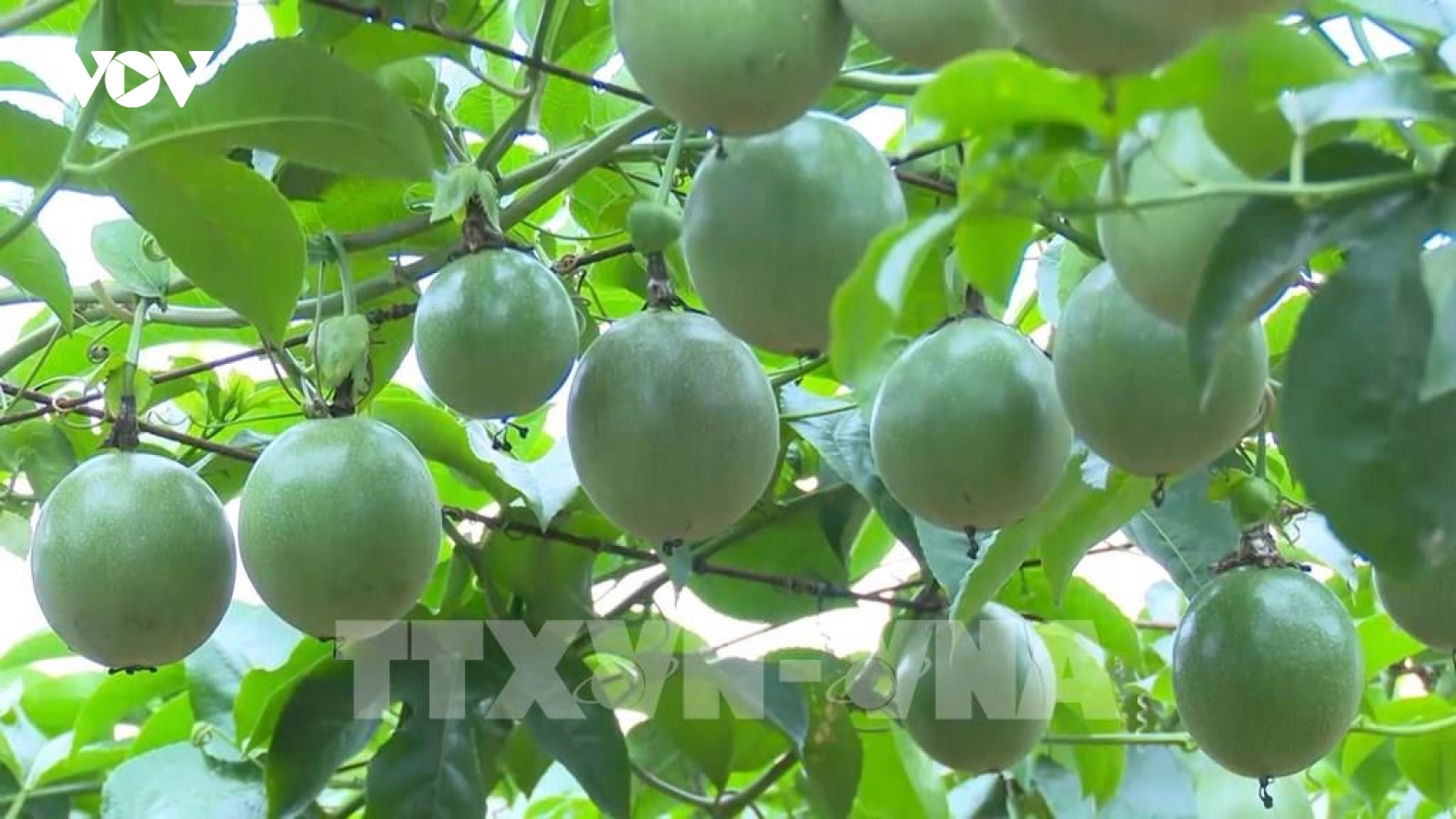 Chuẩn hóa vùng trồng để xuất khẩu chính ngạch sang thị trường Trung Quốc